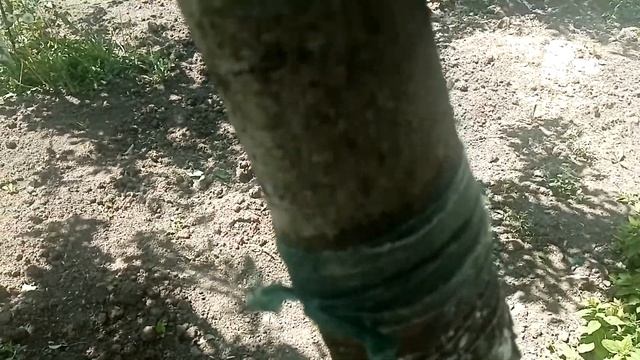 Груша. Хомутики для груши. смотреть онлайн