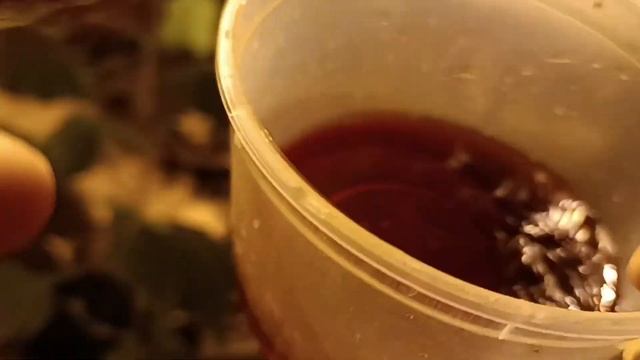 Раствор: борная кислота, марганцовка, мочевина, йод для огурцов смотреть онлайн