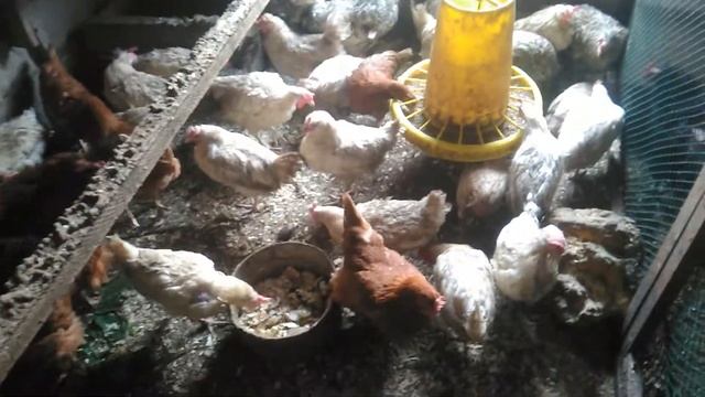 Здравур несушка для кур несушек. Восстановление яйценоскости у кур несушек. 05.08.2020. смотреть онлайн