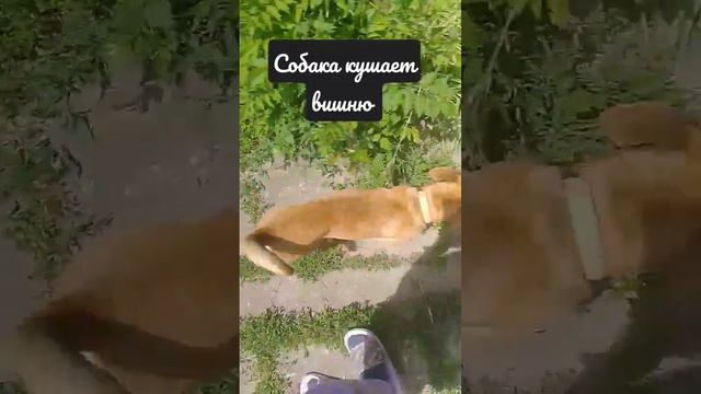 у вас есть домашние животные ? 😊 смотреть онлайн