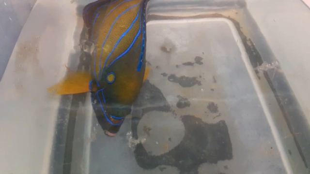 ANNULARIS ANGEL (11.5" - 12") смотреть онлайн