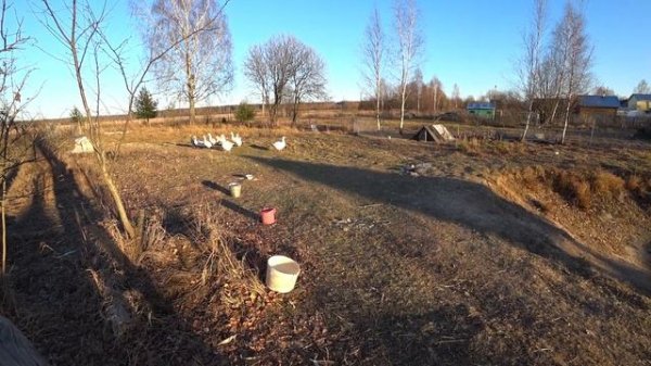 взлет гусей