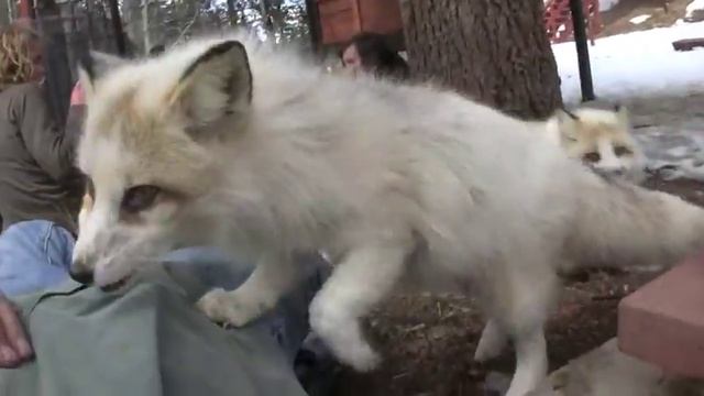 Mission:Wolf visits the Colorado Wolf and Wildlife Center смотреть онлайн