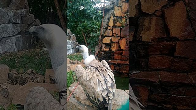 Белоголовый сип смотреть онлайн