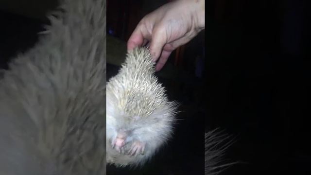 белый еж,Саламалейкум смотреть онлайн
