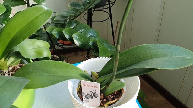 КАК ОБРЕЗАТЬ ЦВЕТОНОС у ОРХИДЕИ??? Подготовка к Новому Цветению смотреть онлайн