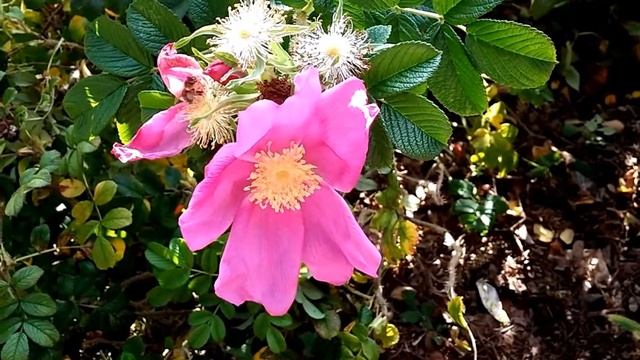 Осеннее опыление, или сбор последнего урожая... Ноябрь, 2014 год. смотреть онлайн