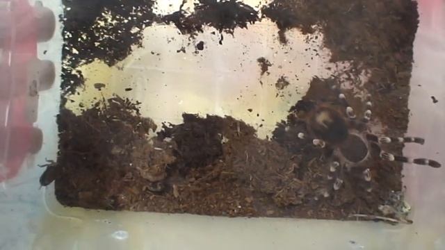 Кормление паука Семёна кормовым тараканом. /Acanthoscurria geniculata. смотреть онлайн