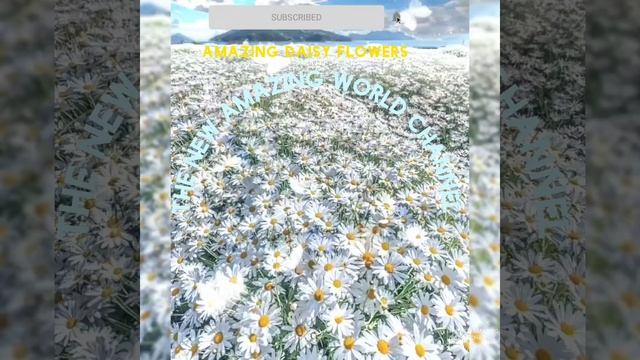 Beautiful Daisy Flowers - Amazing Daisy Flowers (Bellis Perennis) смотреть онлайн