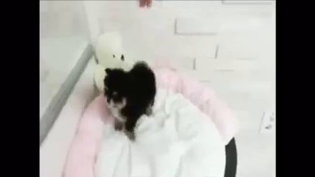 шпицы смотреть онлайн