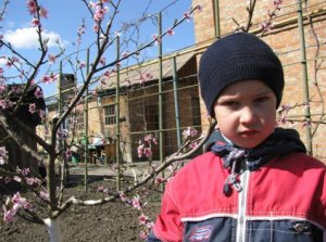 Весенняя формирующая обрезка персика. Основные правила обрезки персика (Безлидерная, чашеобразная)