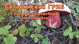 Сатанинский гриб и боровик коренящийся несъедобный
