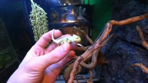 Алëка и Йеменский хамелеон. Содержание в домашних условиях.
