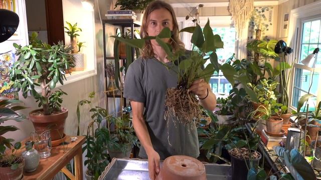 ANTHURIUM - How to Propagate Anthurium Plants & Care смотреть онлайн