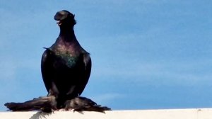 узбекские голуби юры из Германии