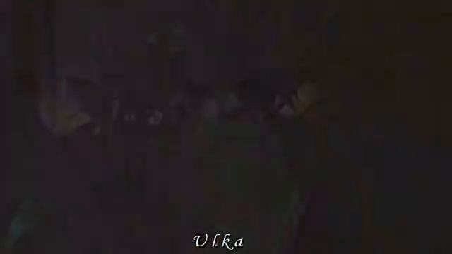 Ночь кометы