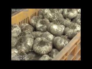 Обрезчик чеснока - Машина для подрезки корней и ботвы чеснока