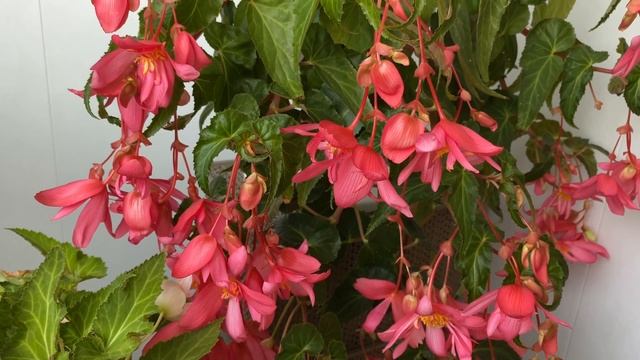 Пышное цветение моих ампельных бегоний. Водопады красоты./#begonias смотреть онлайн