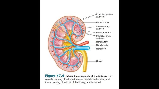Анатомия и физиология - Лекция 47 - Петля Генле, дистальный каналец, собирательный проток смотреть онлайн