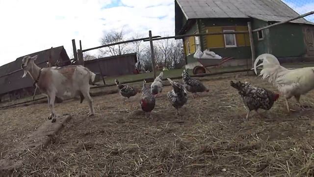 Сюрприз от соседей // Новые козлята // Прогулка теленка // Жизнь в белорусской деревне! смотреть онлайн