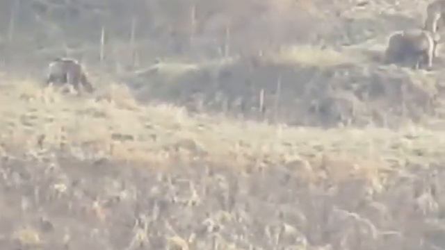 Медведи вышли из спячки. Юждаг, Цахур смотреть онлайн