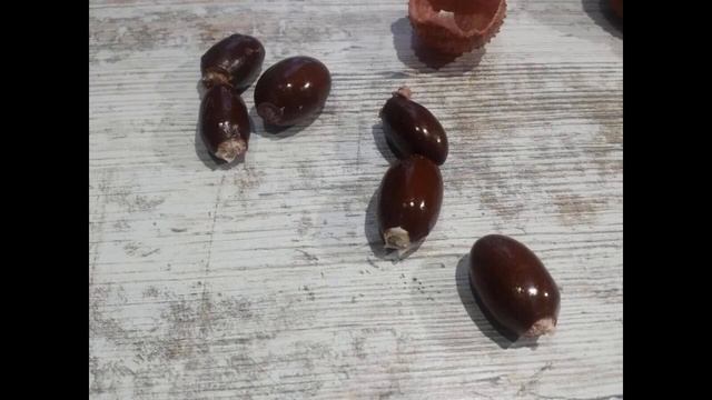 Как вырастить личи в домашних условиях из косточки смотреть онлайн