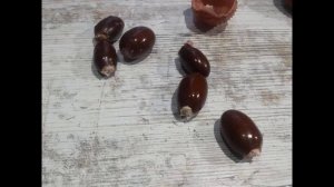 Как вырастить личи в домашних условиях из косточки