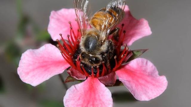 СТИХИ для моих маленьких друзей. Про пчелку (Тина АНСАРОВА) смотреть онлайн