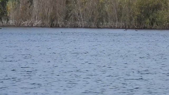 № 1684 02. 09. 2021 Утренний полет птиц смотреть онлайн