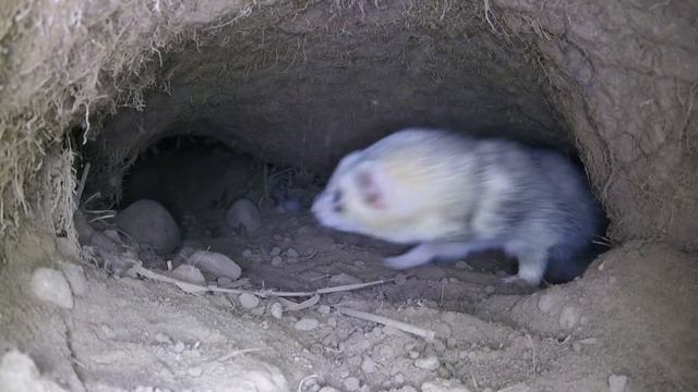Young Ferrets First Day - Sunrise Ferreting 19 смотреть онлайн
