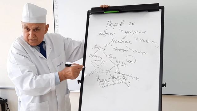 Гистология. Нервная ткань. Садриддинов А.Ф. #ТашПМИ смотреть онлайн