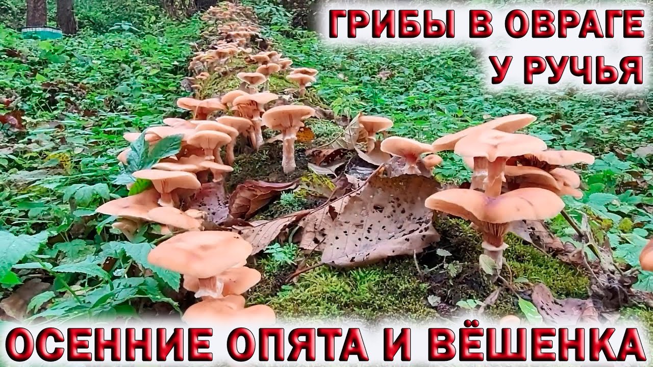 ?ГРИБЫ В ОВРАГЕ У РУЧЬЯ.?ОСЕННИЕ ОПЯТА И ВЁШЕНКА В?ЛЕСАХ?ПОДМОСКОВЬЯ. смотреть онлайн