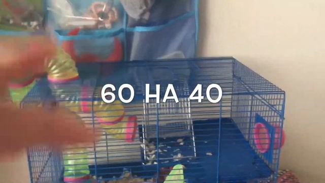 Нормы содержания сирийского хомяка смотреть онлайн
