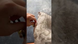 Как сделать настоящую бомбу из Лего