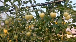 Гибрид томата «Черри Клубничный» от СеДеК в теплице