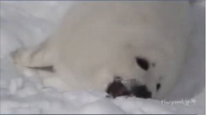 Нарезка приколов с Тюленями 2020