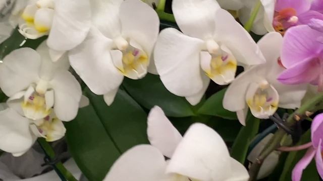 Орхидеи в Леруа Мерлен по 1200 руб без корней. Голден Леопард, Фронтера, Биг лиы .. смотреть онлайн