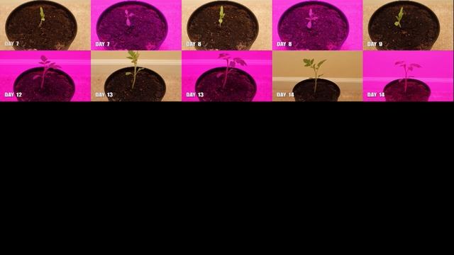 LED Grow Light Panel Plant Grow Lamp 300 Watt Rectangular смотреть онлайн