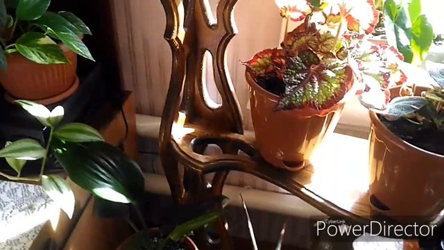 Комнатные растения. Эписции. Клеродендрум госпожи Томпсон и другие смотреть онлайн