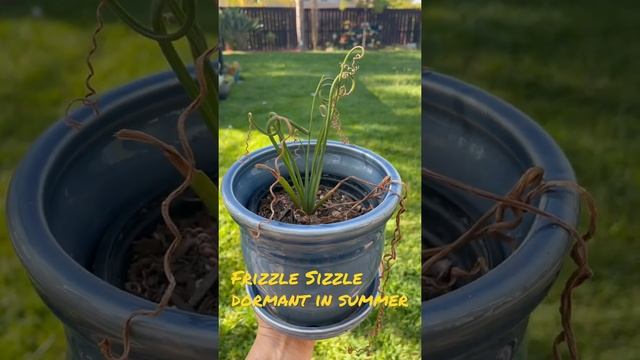 Frizzle Sizzle dormancy |Watering| Albuca spiralis | SHORT | Succulents by Vonny смотреть онлайн