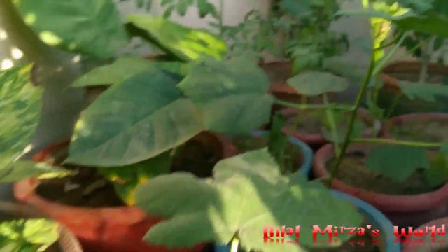32 - Update Of Gladiolus Bulb Seedling October (URDU/HINDI)