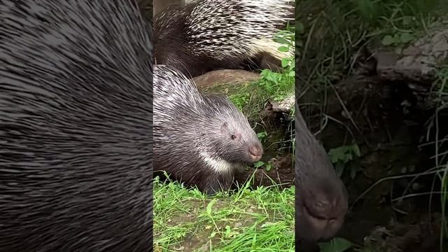Дикобразы на даче. Porcupines. #Shorts смотреть онлайн