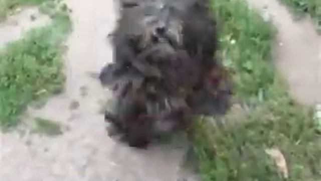 Беларусь 2008 Жук смотреть онлайн
