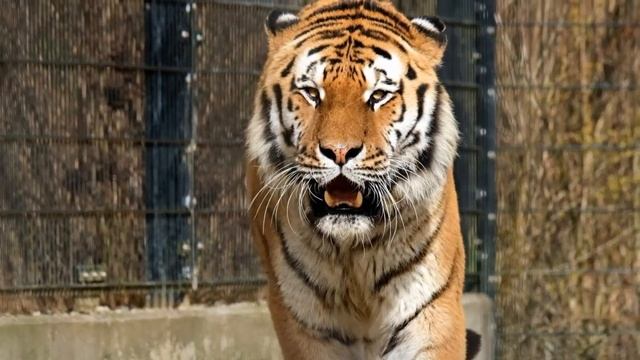 Virtual Field Trip to the ZOO смотреть онлайн