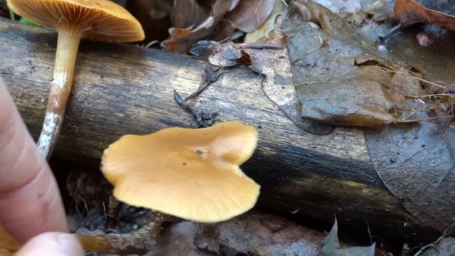 Галерина окаймлённая (Galerina marginata) - смертельно ядовитый гриб! смотреть онлайн