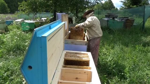Владимирский улей лежак пересадка пчёл. смотреть онлайн