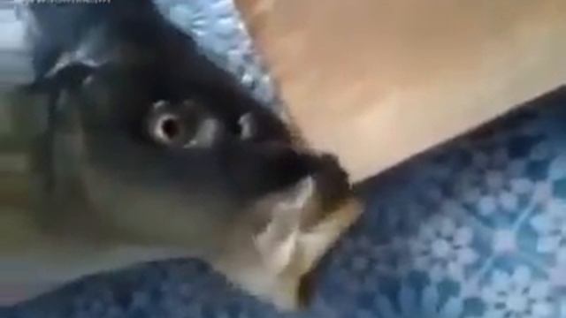 Говорящая рыба Не ешь меня смотреть онлайн