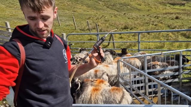 UNDERSTAFFED - CAN WE GET THE SHEEP IN WITHOUT HELP? смотреть онлайн