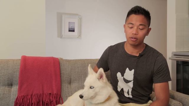 Pomsky Dogs 101: Is a Pomsky Dog Right For You? смотреть онлайн
