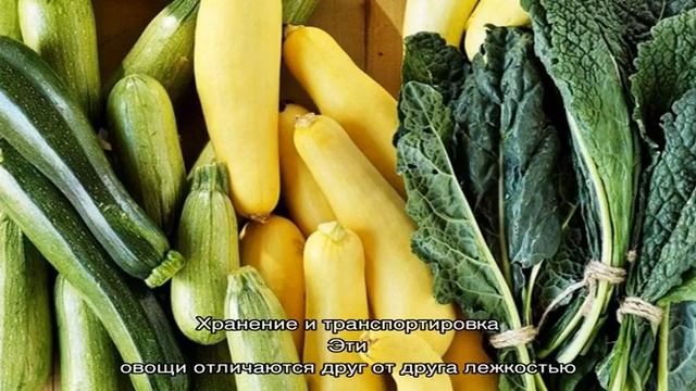 Чем отличаются цукини и кабачки по виду, вкусу и другим свойствам: разбираемся детально и больше н. смотреть онлайн